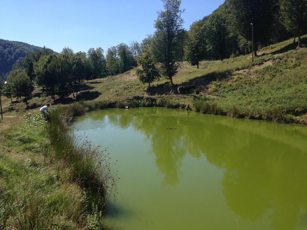 Farm stay Pensiunea Poiana *