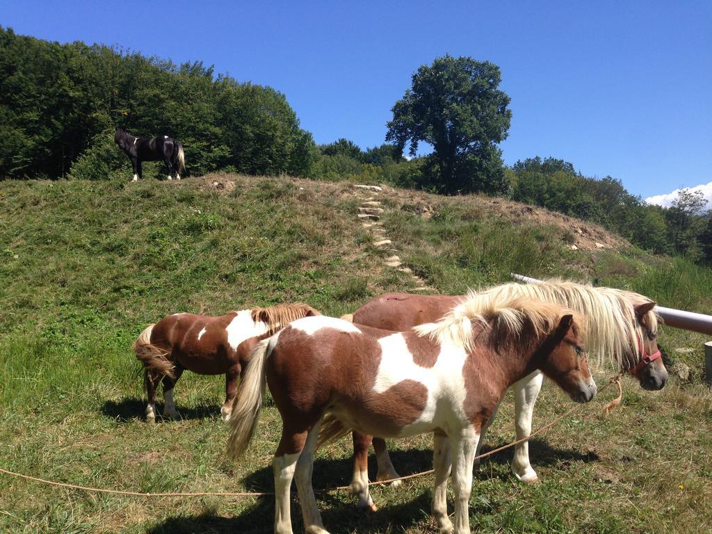 Farm stay Pensiunea Poiana