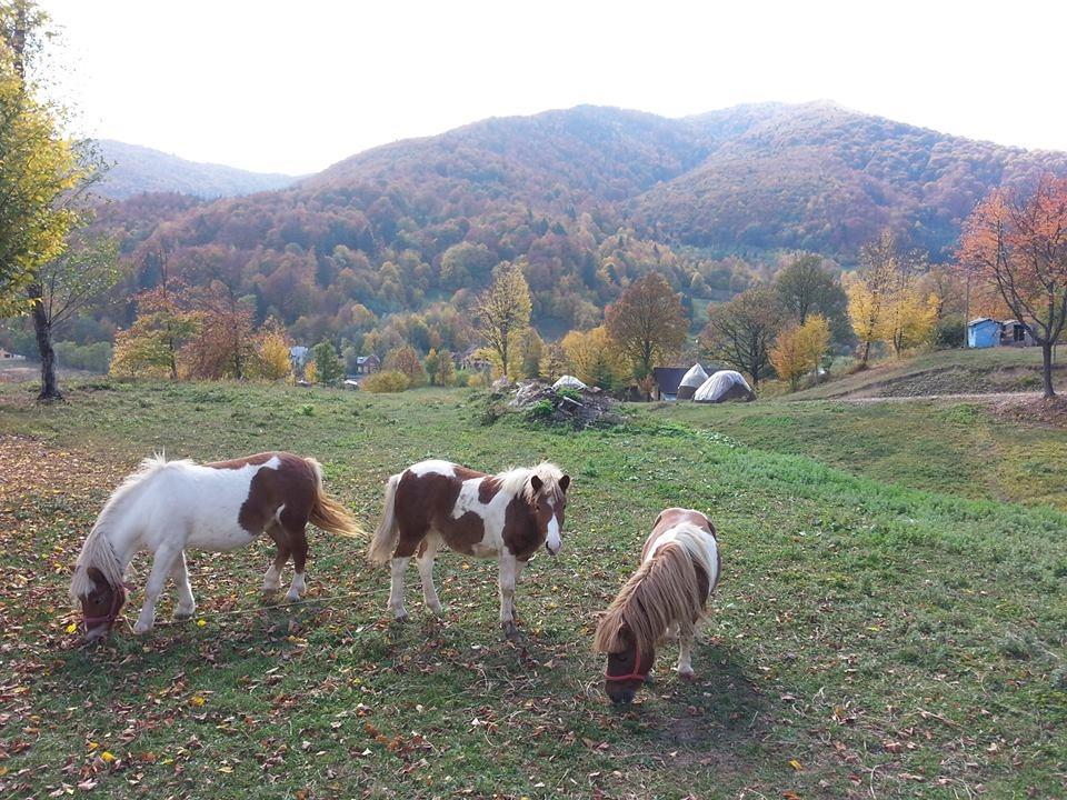 Farm stay Pensiunea Poiana *